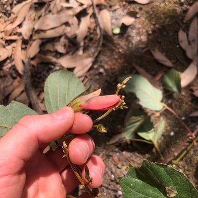 Kennedia rubicunda — flower
