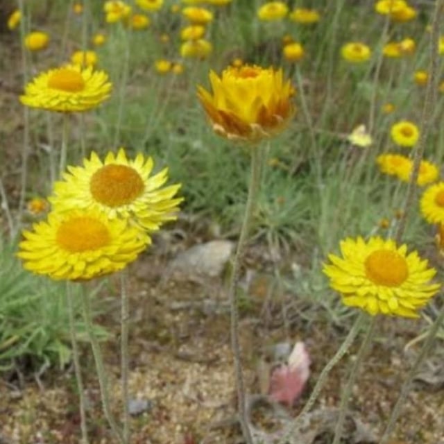 Leucochrysum albicans — flower