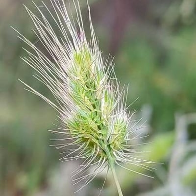 Cynosurus echinatus — flower