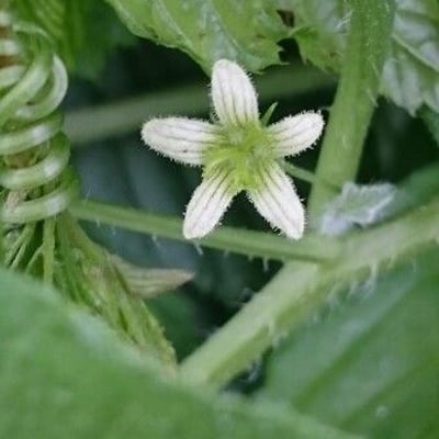 Bryonia alba — flower