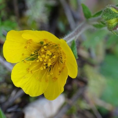 Geum sylvaticum — flower