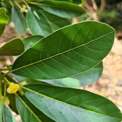 Litsea glutinosa — leaf