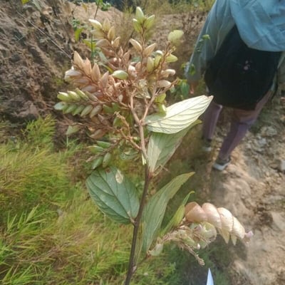 Flemingia strobilifera — flower