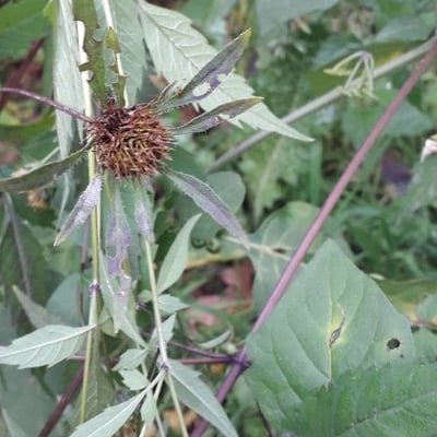 Bidens bipinnata — flower