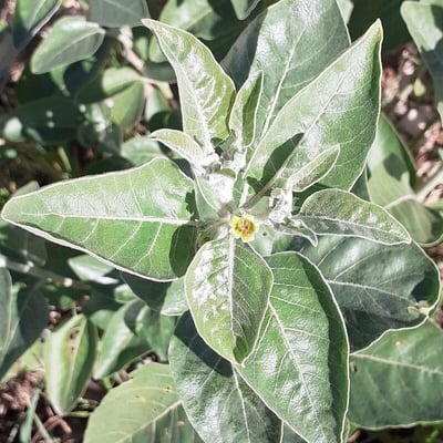 Withania somnifera — flower