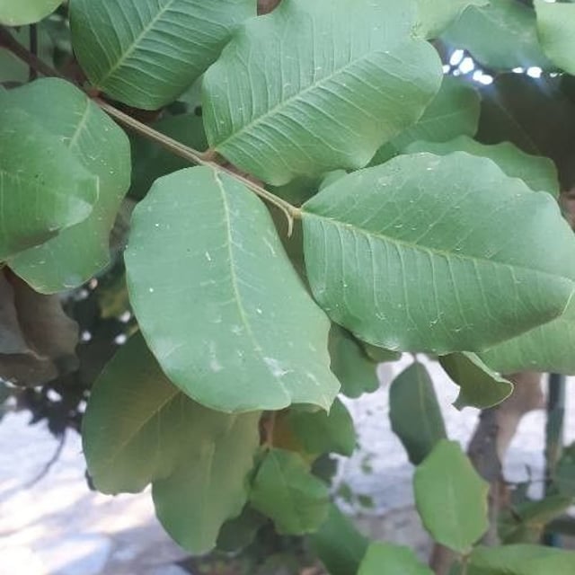 Ceratonia siliqua — flower