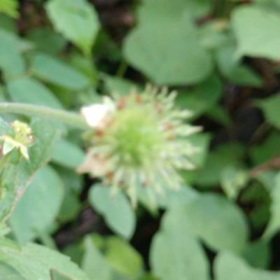 Geum canadense — flower