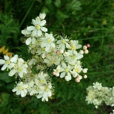 Filipendula vulgaris — flower