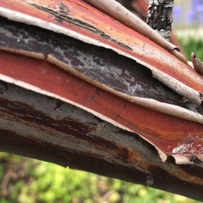 Eucalyptus obliqua — bark