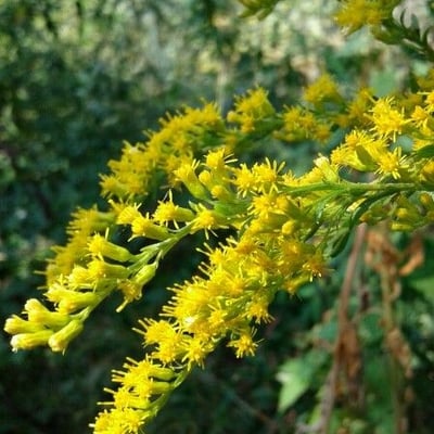 Solidago canadensis — flower