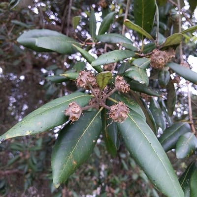 Syncarpia glomulifera — fruit