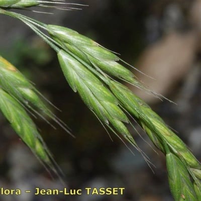 Bromus commutatus — flower