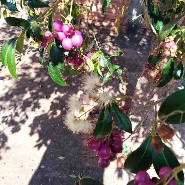 Syzygium smithii — flower