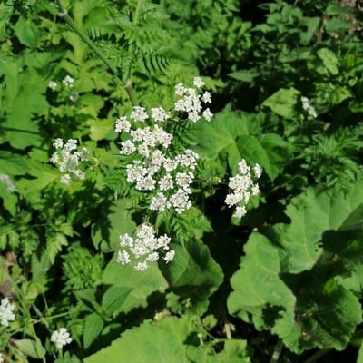 Chaerophyllum hirsutum — flower