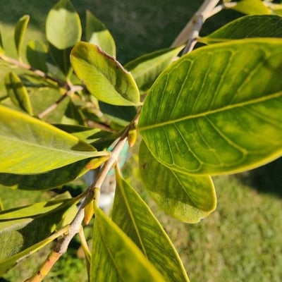 Psidium cattleianum — flower