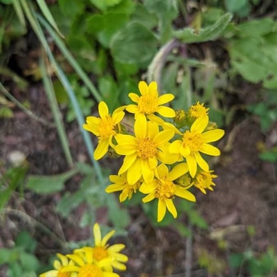 Senecio integerrimus — flower