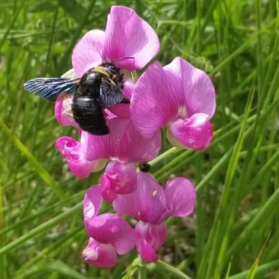 Lathyrus latifolius — flower