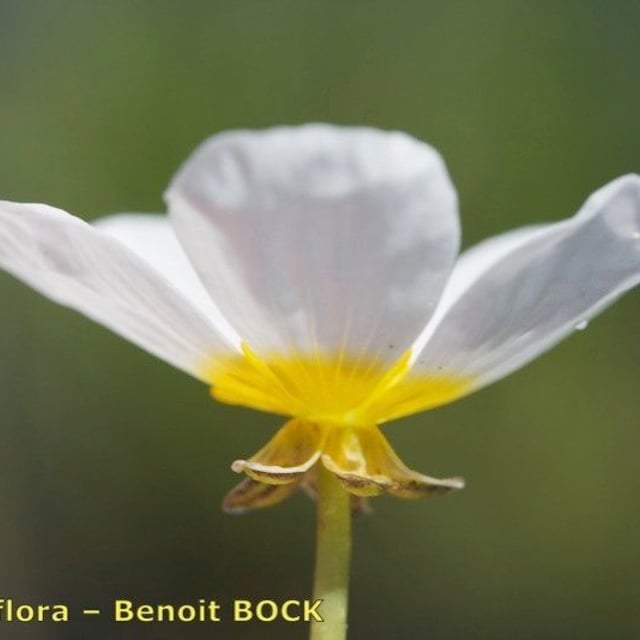 Ranunculus penicillatus — flower