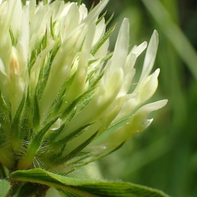 Trifolium ochroleucon — flower