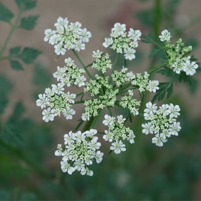 Aethusa cynapium — flower