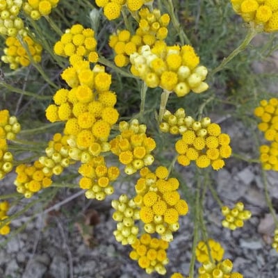 Helichrysum stoechas — flower