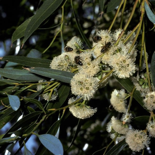Eucalyptus gracilis — flower