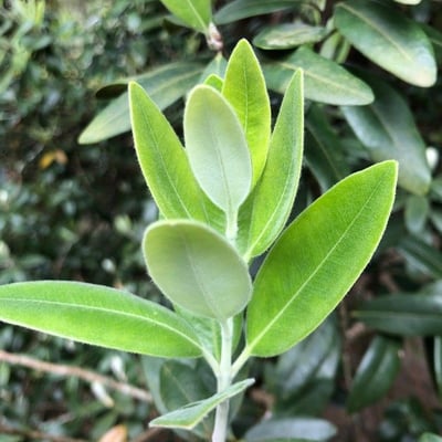 Metrosideros robusta — leaf