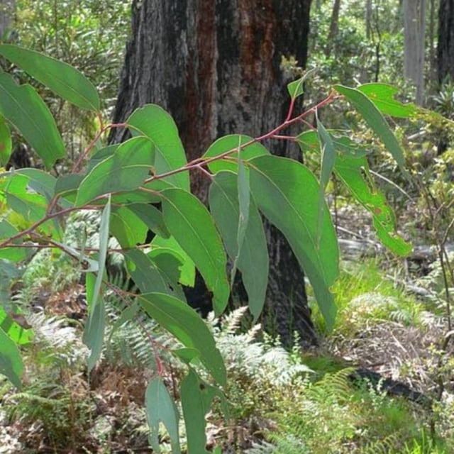 Eucalyptus sieberi — leaf