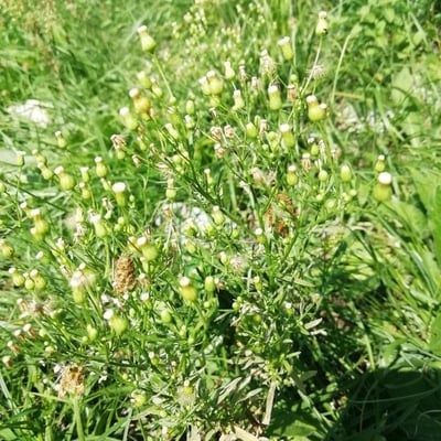 Erigeron bonariensis — flower