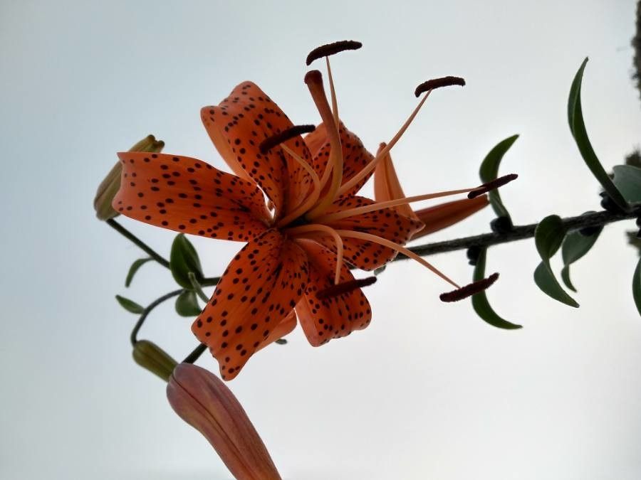 Easter lily