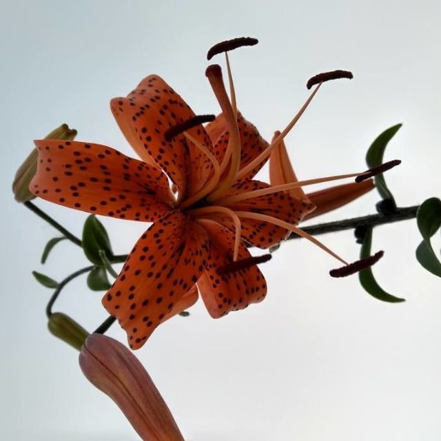 Easter lily