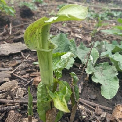 Arisaema triphyllum — flower