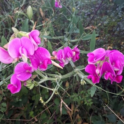 Lathyrus latifolius — flower