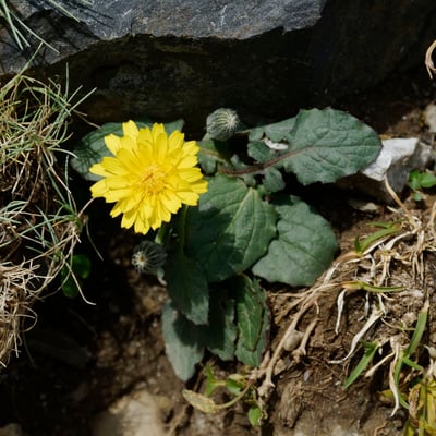 Crepis pygmaea — flower