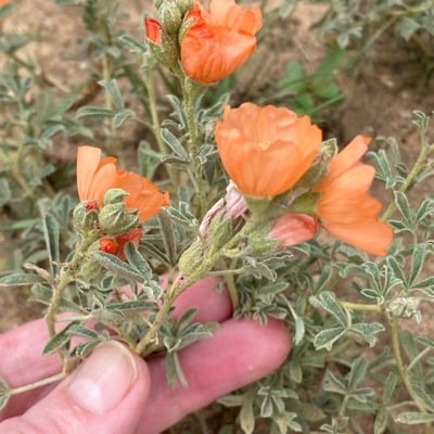 Sphaeralcea coccinea — flower