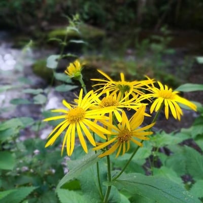 Doronicum austriacum — flower