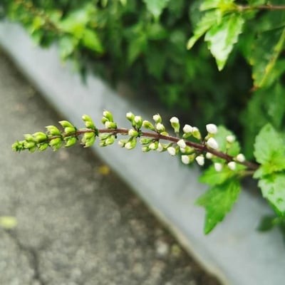 Orthosiphon aristatus — flower