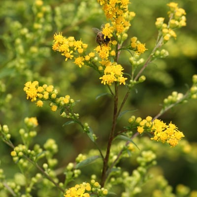 Solidago uliginosa — flower