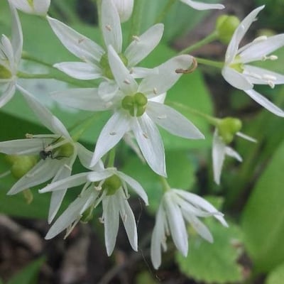 Allium ursinum — flower