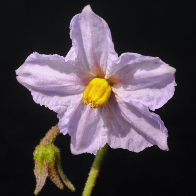 Solanum campylacanthum