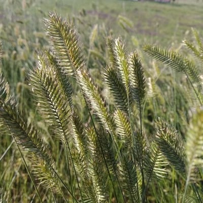 Agropyron cristatum — flower