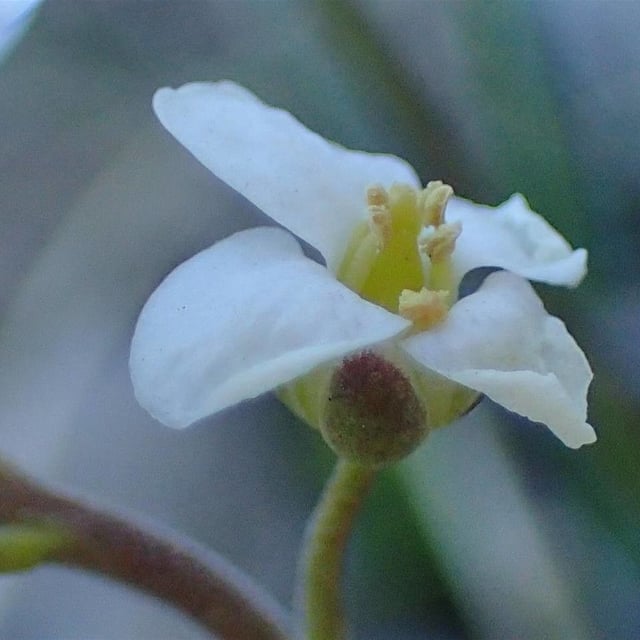 Hornungia alpina — flower