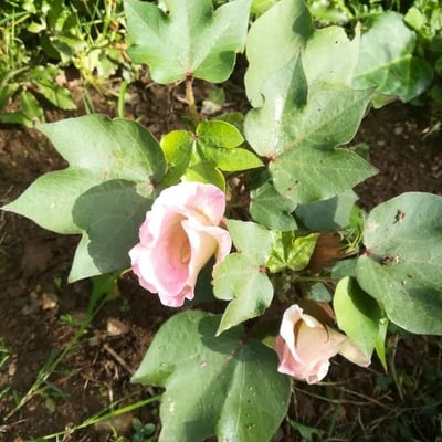 Gossypium hirsutum — flower