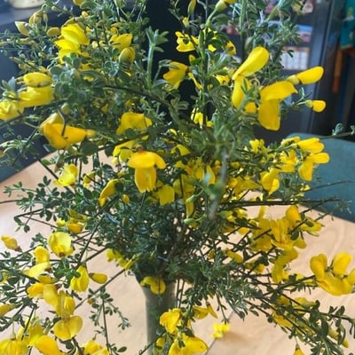 Genista hirsuta — flower