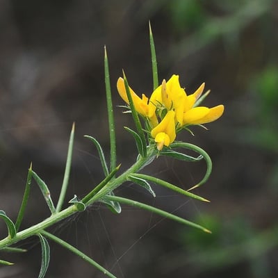 Genista hirsuta — flower