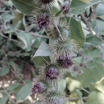Arctium lappa — flower