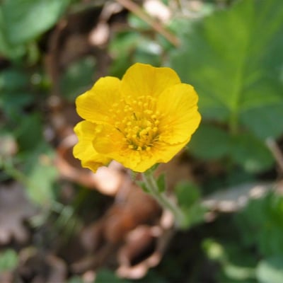 Geum sylvaticum — flower