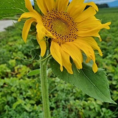 Helianthus annuus — flower