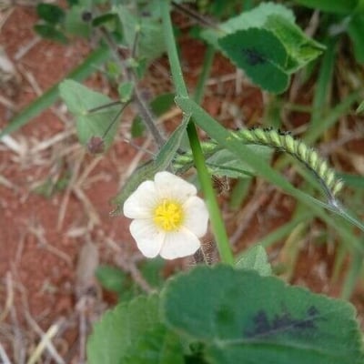 Sida cordata — flower