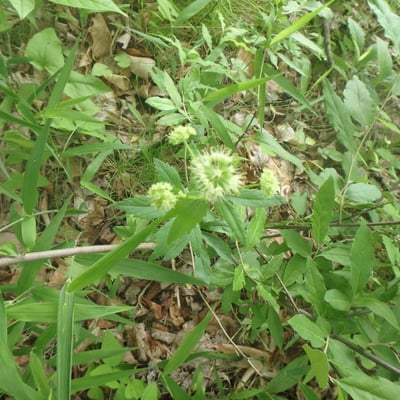 Sanicula marilandica — flower